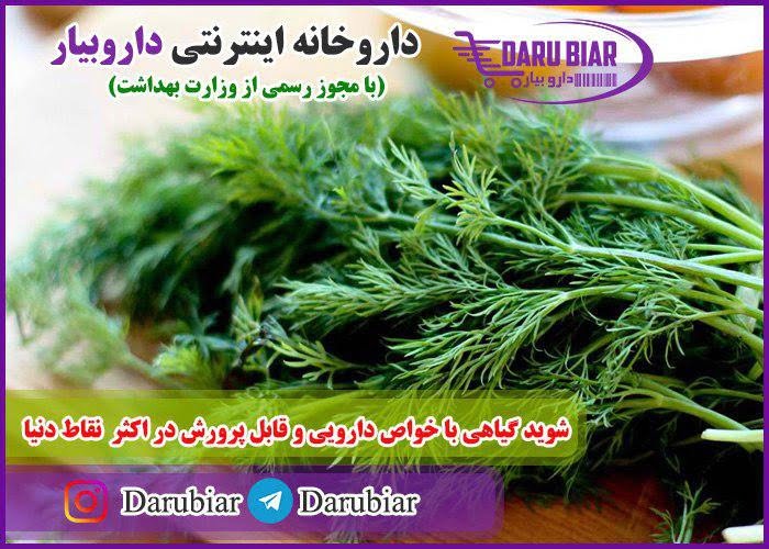 شوید گیاهی با خواص دارویی و قابل پرورش در اکثر نقاط دنیا